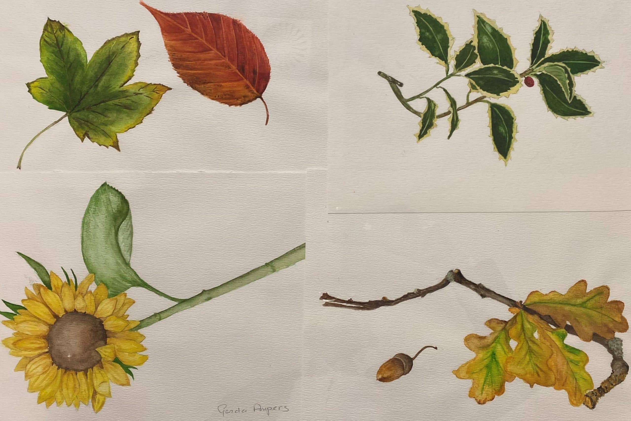 tekeningen botanisch tekenen gemaakt door Gerda Aupers
